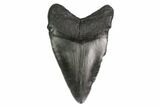 Fossil Megalodon Tooth - Georgia #144364-1